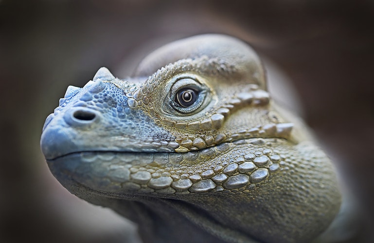 Cabeza de iguana